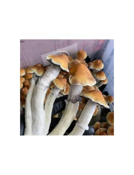 Koszty subskrypcji Tidal