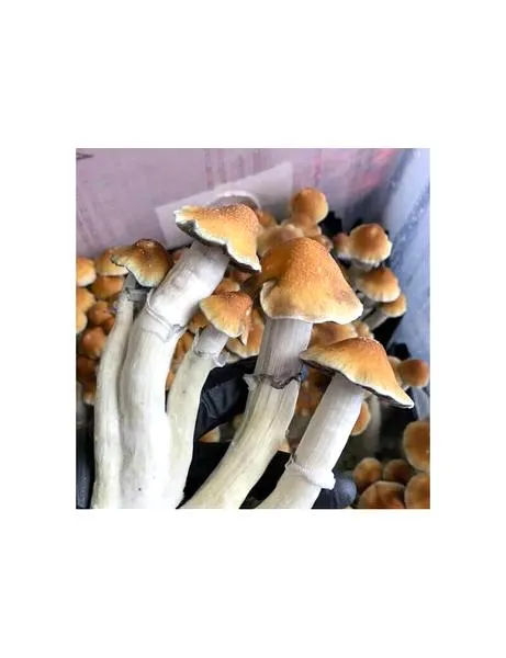 Usuwanie konta Tidal